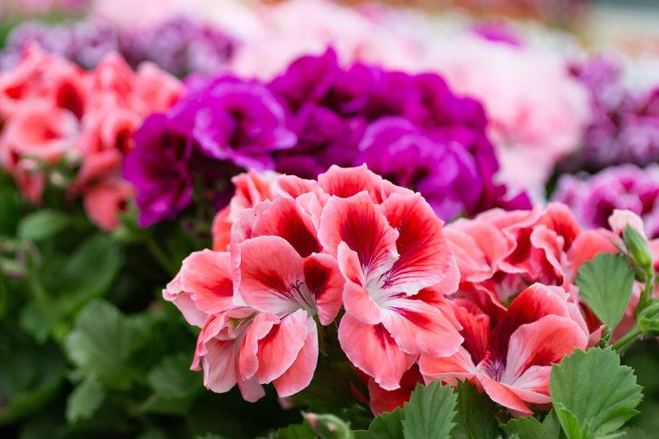 Hava kalitesini iyileştiriyor, hastalıkları önlüyor, küfleri, virüsleri ve bakterileri azaltıyor G5