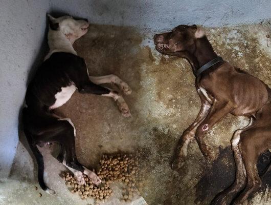 Konya'nın ardından bu seferde Eskişehir! Fotoğraflar sosyal medyada paylaşıldı, Valilik harekete geçti