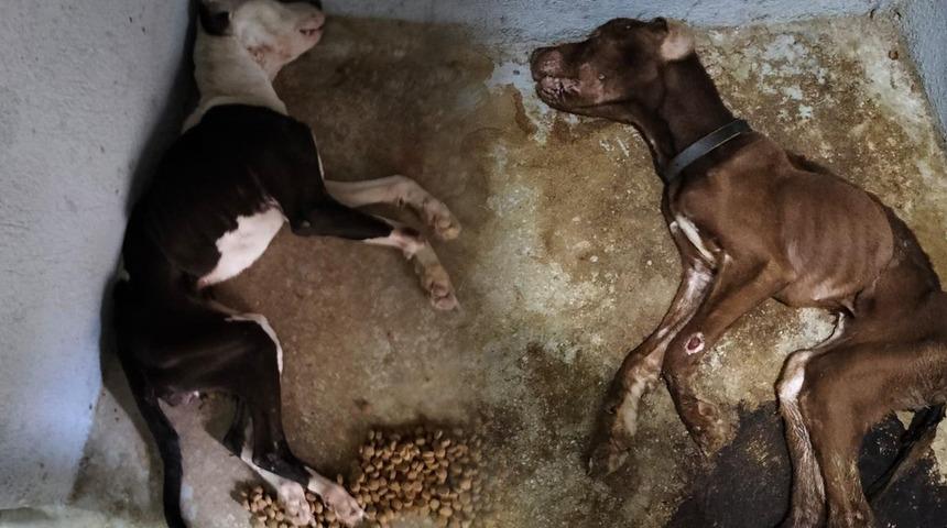 Konya'nın ardından bu seferde Eskişehir! Fotoğraflar sosyal medyada paylaşıldı, Valilik harekete geçti