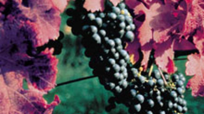 Kırmızı &Uuml;z&uuml;m Varise &Ccedil;are