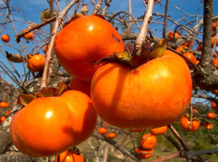 Faydaları hiç bilinmiyor ama resmen şifa dağıtıyor! Kanser riskini önlüyor, iltihabın kökünü kurutuyor G4