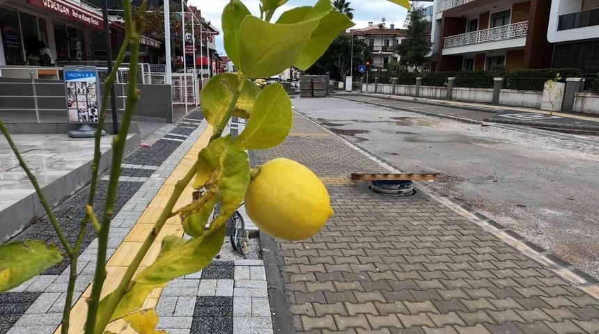 Marmaris’te sokakları limon ağaçları süsleyecek