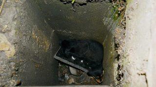 Manisa'da su kanalına düşen 3 köpek yavrusu kurtarıldı