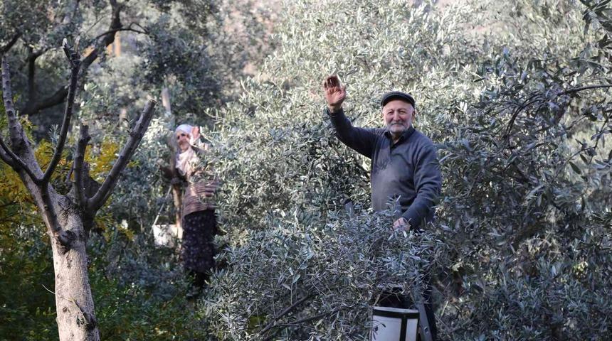 80’i aşan yaşlarına rağmen ağaçların tepesine çıkarak zeytin hasadı yapıyorlar