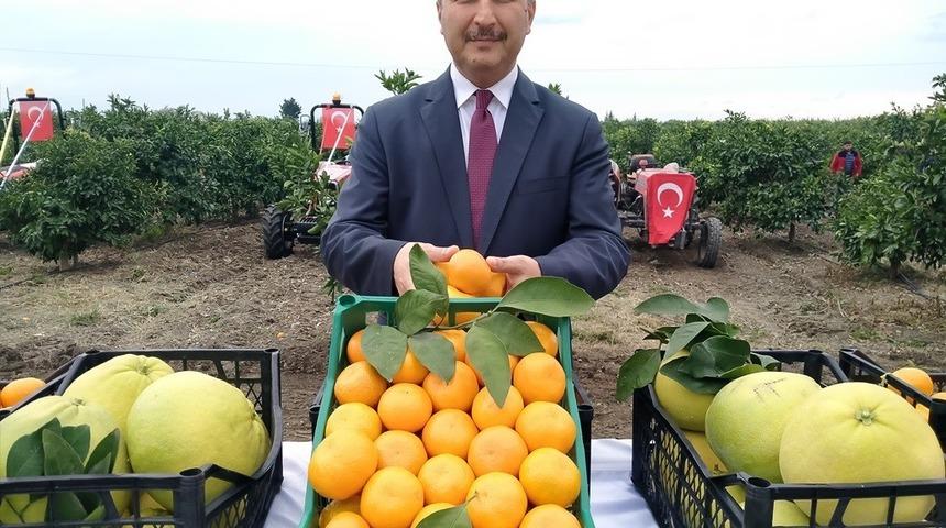 Hatay’da 905 ton ürün bekleniyor: Narenciye hasadına başlandı