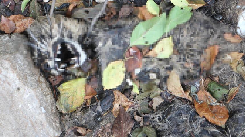 Yıkılmış evin bahçesinde 15 kedi ölüsü bulundu! 'Boğup bıraktılar, bizzat gördüm'