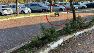 Dicle Üniversitesi kampüsünde görüntülendi! Nesli tehlike altında...