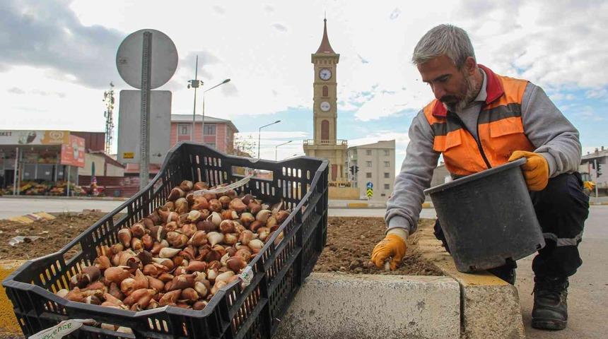 Van’da 54 bin lale soğanı dikildi