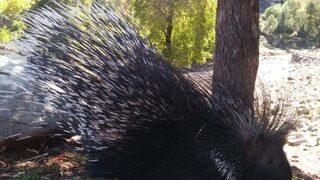 Aladağlar Milli Parkı’nda oklu kirpi görüntülendi