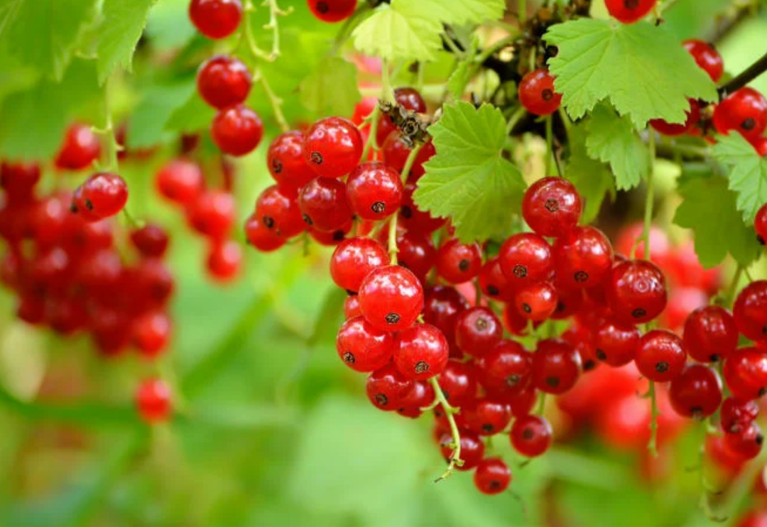 Kışın doktor y&uuml;z&uuml; g&ouml;rmek istemeyenlerin tercihi olacak: Gribe karşı v&uuml;cudu &ccedil;elik gibi yapıyor! Bir avucu şifa dağıtıyor