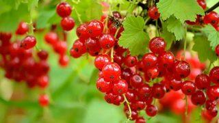 Kışın doktor yüzü görmek istemeyenlerin tercihi olacak: Gribe karşı vücudu çelik gibi yapıyor! Bir avucu şifa dağıtıyor