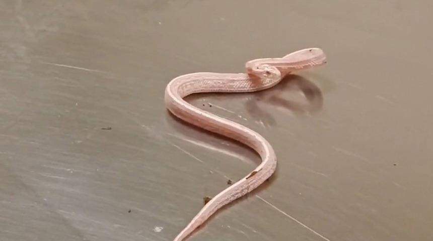 Evde beslemesi yasak! Ekipler ele geçirdi, Gaziantep Hayvanat Bahçesi'ne teslim edildi