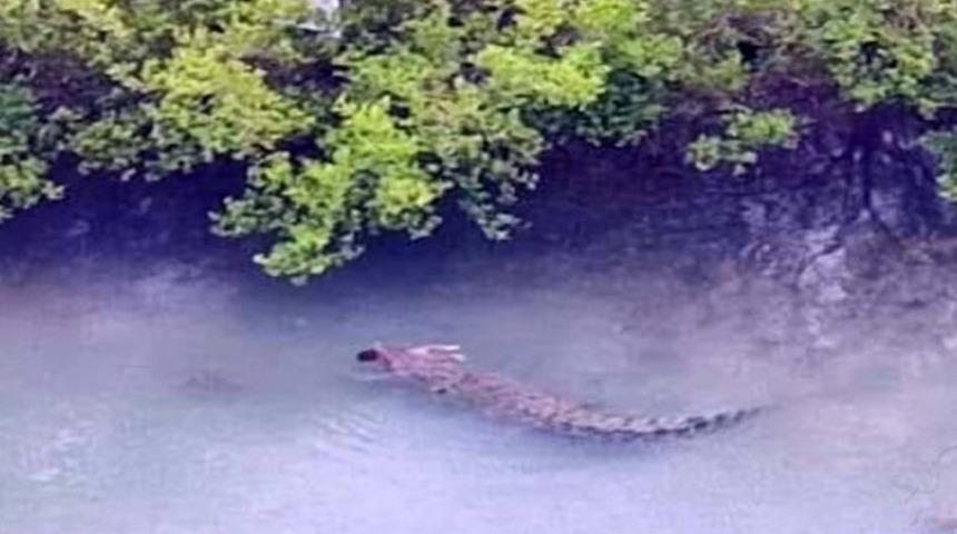 Bebeğini teknesinden kapan timsahla güreşti! Yine de başarılı olamadı