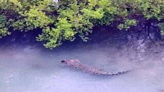 Bebeğini teknesinden kapan timsahla güreşti! Yine de başarılı olamadı