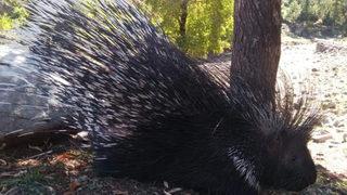 Aladağlar Milli Parkı'nda görüntülendi! Avlayana 5 bin TL ceza