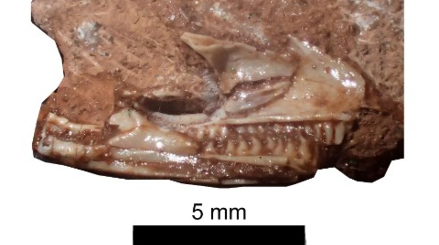 Müzenin dolabından kertenkelelerin atası çıktı! Başka bir sürüngen olarak etiketlenmiş