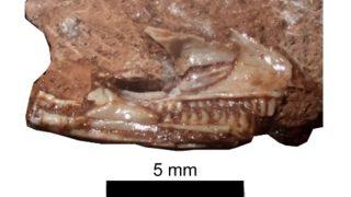 Müzenin dolabından kertenkelelerin atası çıktı! Başka bir sürüngen olarak etiketlenmiş