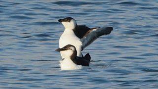 Daha önce hiç Türkiye'de kaydı yoktu! Sahilde adeta nöbet tutuyorlar... 'Gören haber versin adı tarihe geçecek'