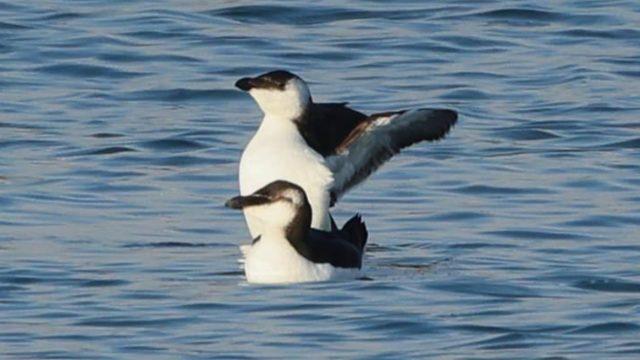 Daha önce hiç Türkiye'de kaydı yoktu! Sahilde adeta nöbet tutuyorlar... 'Gören haber versin adı tarihe geçecek'