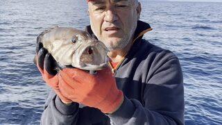 50 yıl sonra ilk kez Kuzey Ege’de görüldü! O anlar saniye saniye kaydedildi
