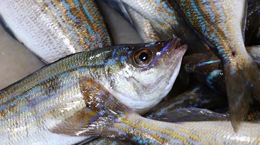 Söylenti çıkınca bedava balık yemek için herkes oraya koştu! "Dün çok olmuş, bugün biraz daha az"