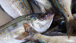 Söylenti çıkınca bedava balık yemek için herkes oraya koştu! Dün çok olmuş, bugün biraz daha az