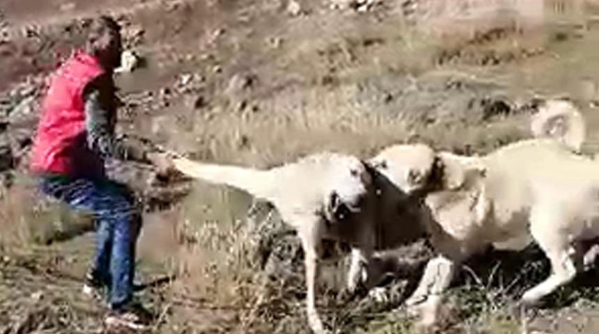 Köpekleri dövüştürüp bir de kayda aldılar! Ekipler harekete geçti... Üç kişi gözaltında