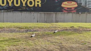 Göç etmeyi unutan leylekleri görenler şaşkına döndü!