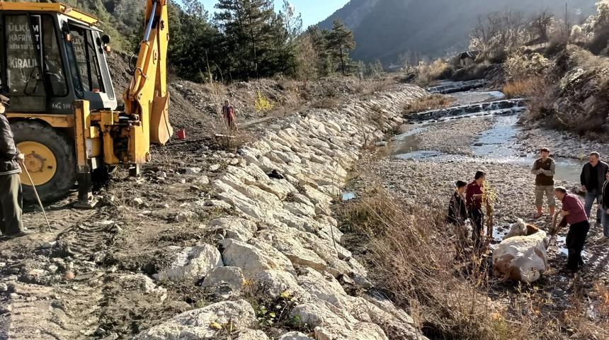 Karabük'te çay kenarına düşen inek iş makinesi yardımıyla kurtarıldı