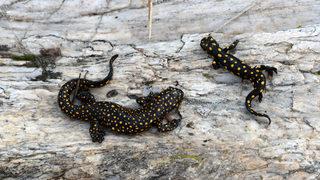 Bitlis'te benekli Anadolu semenderleri görüntülendi