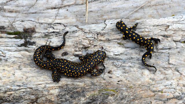 Bitlis'te benekli Anadolu semenderleri görüntülendi