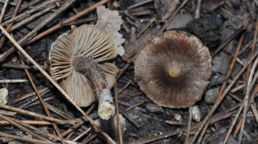 Kuşadası&rsquo;nda yetişen yeni bir mantar t&uuml;r&uuml; daha keşfedildi