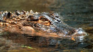 Neredeyse bir bacağını kaybedecekti! Timsah tarafından saldırıya uğradı... Bir saat sonra bardaydı