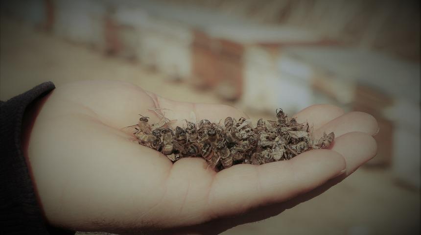 Ne balık kaldı, ne de arı! Binlercesi bu y&uuml;zden &ouml;ld&uuml;... 'Kendilerini kovana zor atıyorlar'