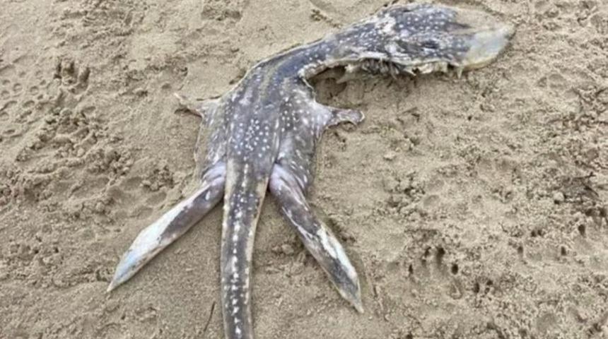 Panik yaratan gizemli yaratık! Ne olduğunu çözebilen yok...