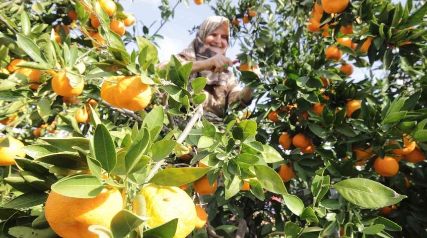 Havran Mandalinası’na 1915 Çanakkale Köprüsü ve Kazdağları tüneli piyangosu