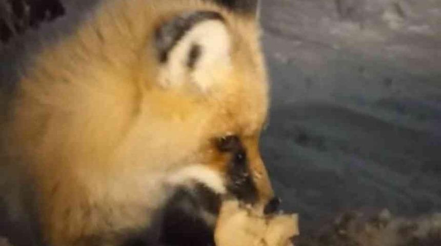 Bakımevine gelen tilkiyi her gün eliyle besliyor