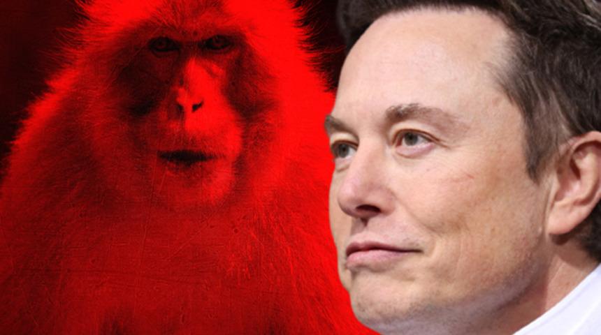 1500 hayvanın öldürüldüğü iddia edildi! Musk'ın beyin çipi şirketi Neuralink soruşturma altında