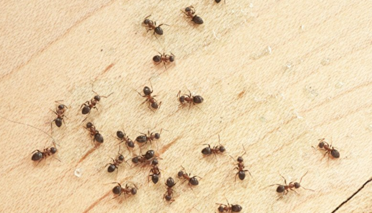 KARINCALARI UZAKLAŞTIRIR