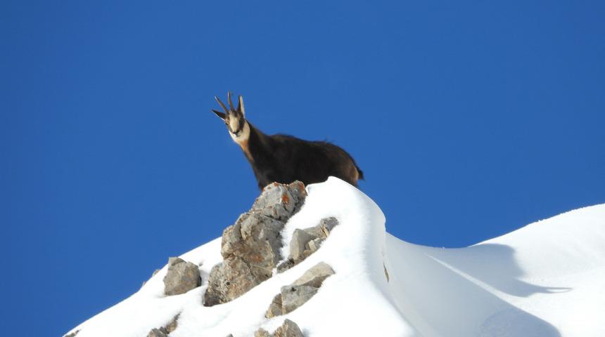 Çengel boynuzlu dağ keçileri Munzur Dağları'nda görüntülendi