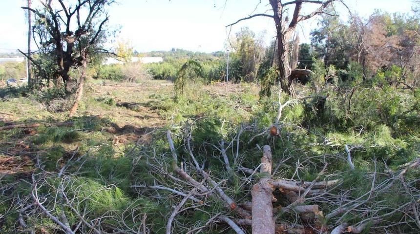 Yeni mezar yeri açmak için ağaçları kesip, eski mezarları tahrip ettiler