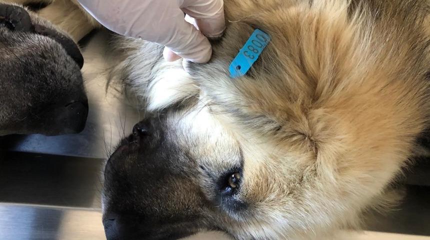 Akşehir’de 872 sokak köpeği kısırlaştırılıp küpelendi