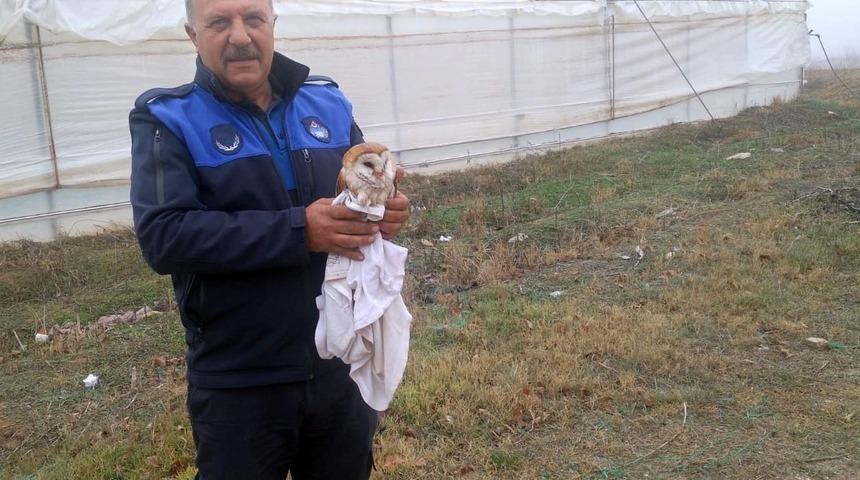 Sulama havuzuna düşen peçeli baykuşu kurtarıldı