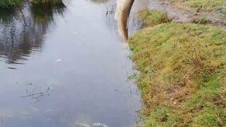 Ergene’de derede toplu balık ölümleri endişelendirdi