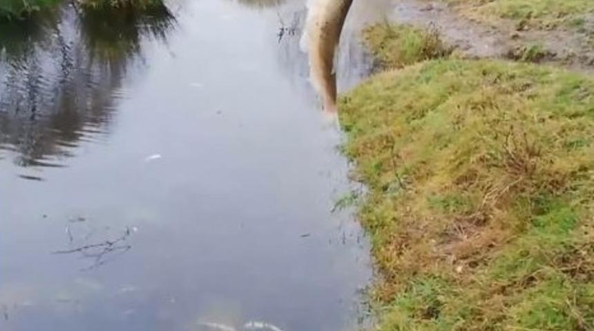 Ergene’de derede toplu balık ölümleri endişelendirdi