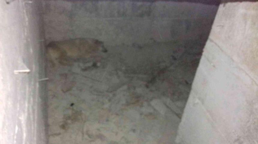 Ankara’da su kuyusuna düşen köpek kurtarıldı