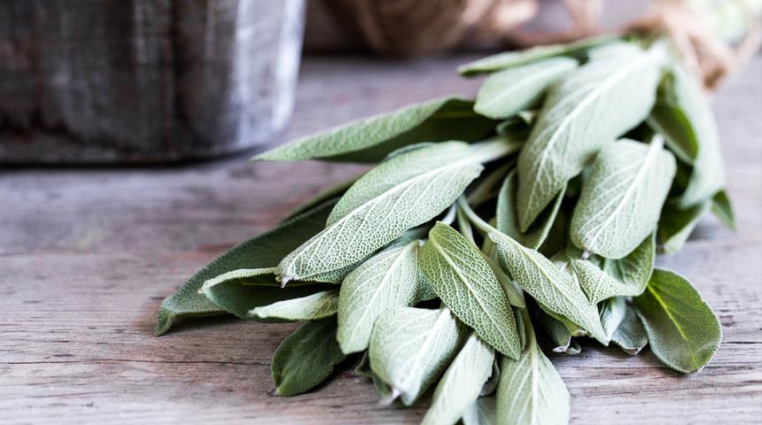 Enfeksiyonla savaşır, cilt lekelerini yok eder, zararlı toksinler vücuttan atar! Adaçayı faydaları nelerdir?