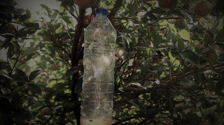 Üreticinin kabusu oldu, 'cazibe' tuzağı kurdular! Çiftleşmek isteyen meyve sinekleri burada toplanıyor