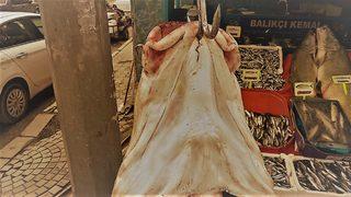 Adı: Yiğido! Elazığ'da tutuldu tam 128 kilo... Gören bir daha bakıyor