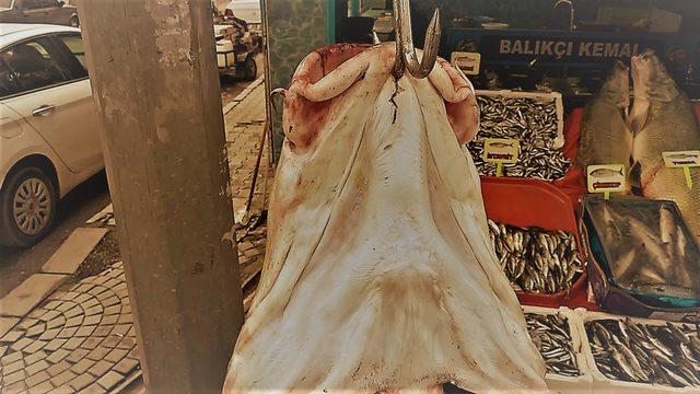 Adı: Yiğido! Elazığ'da tutuldu tam 128 kilo... Gören bir daha bakıyor